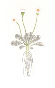 Gänseblümchen, Buntstiftzeichnung, 32 x 24 cm, 2015